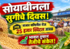 सोयाबीनला सुगीचे दिवस! बाजार समितीत रोज २५ हजार क्विंटल आवक; भावात तुफान तेजीचे संकेत!