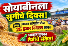 सोयाबीनला सुगीचे दिवस! बाजार समितीत रोज २५ हजार क्विंटल आवक; भावात तुफान तेजीचे संकेत!